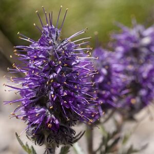 Phacelia sericea
