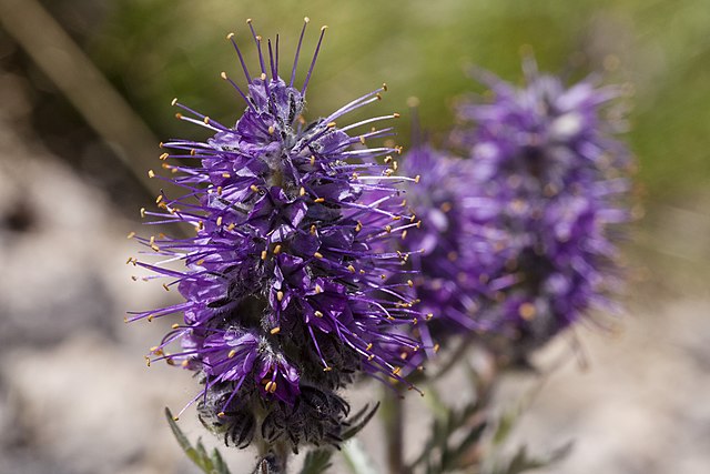 Phacelia sericea