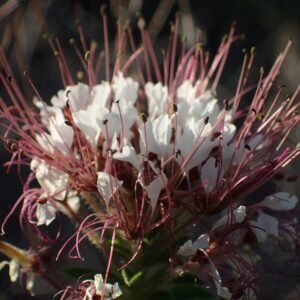 Polanisia dodecandra