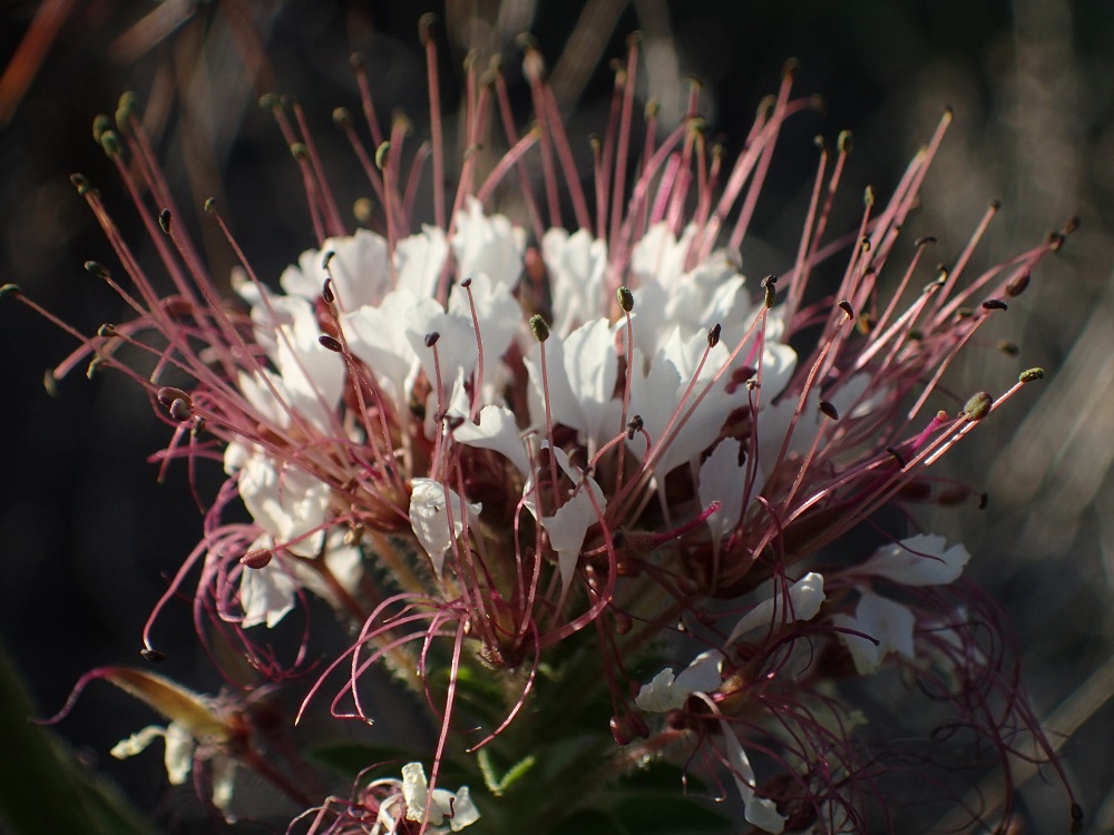 Polanisia dodecandra