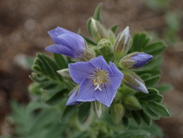 Polemonium foliosissimum