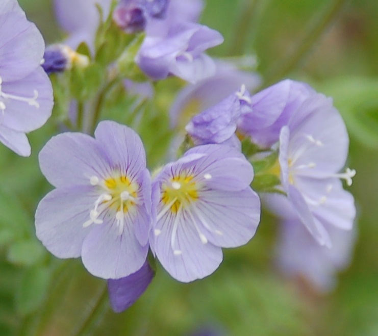 Polemonium pulcherrimum