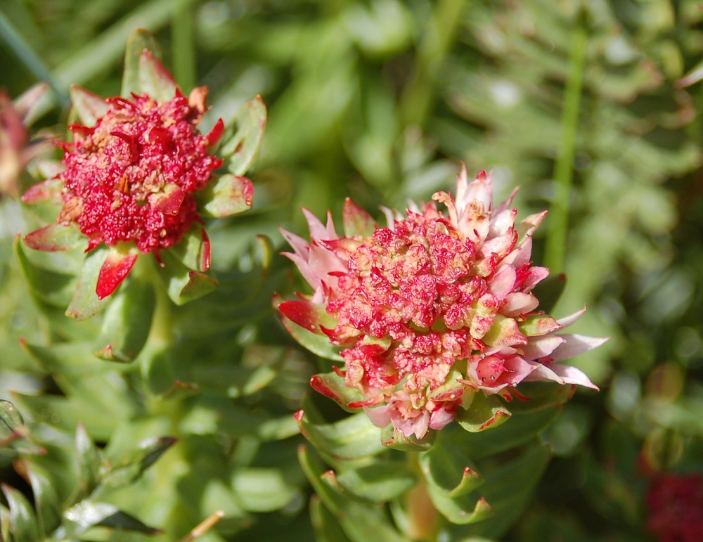 Rhodiola rhodantha