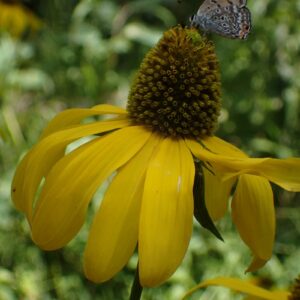 Rudbeckia laciniata ampla
