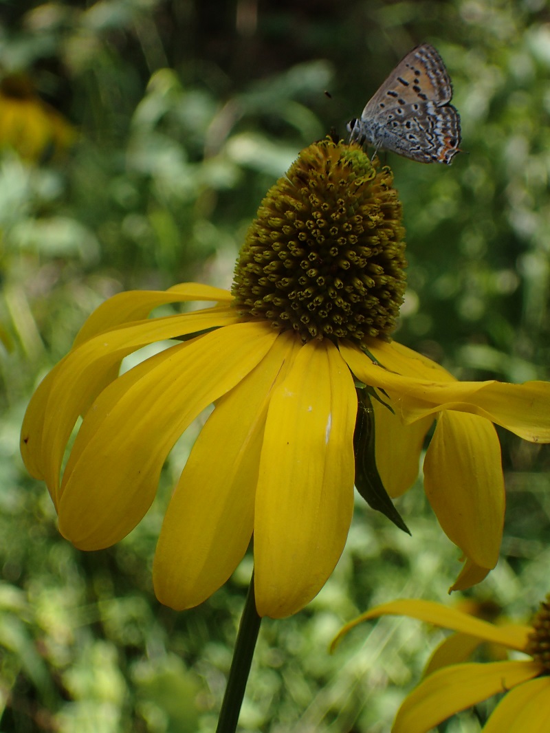 Rudbeckia laciniata ampla