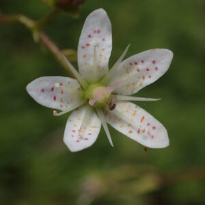 Saxifraga bronchialis