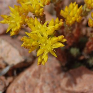 Sedum lanceolatum