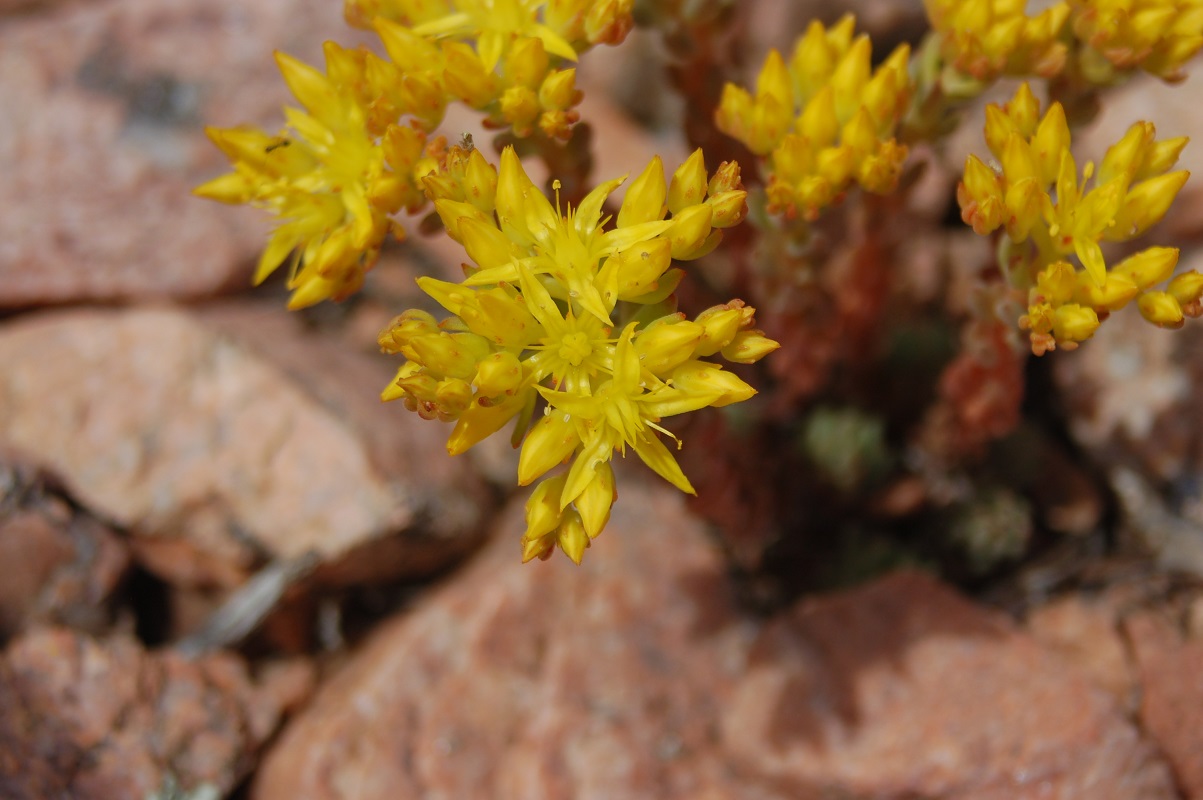 Sedum lanceolatum