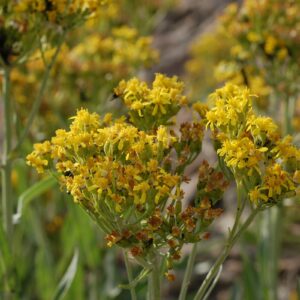 Senecio atratus