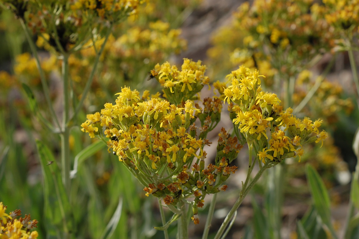 Senecio atratus