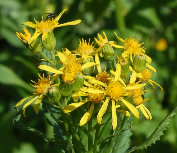 Senecio triangularis