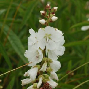 Sidalcea candida