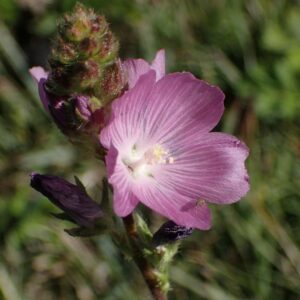 Sidalcea neomexicana