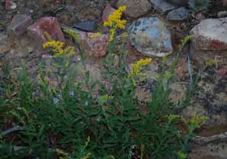 Solidago velutina