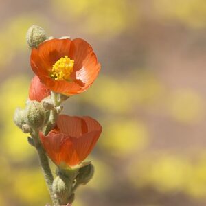 Sphaeralcea ambigua