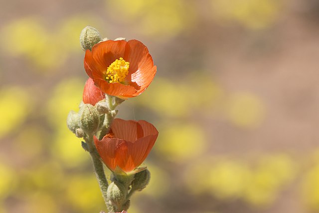 Sphaeralcea ambigua