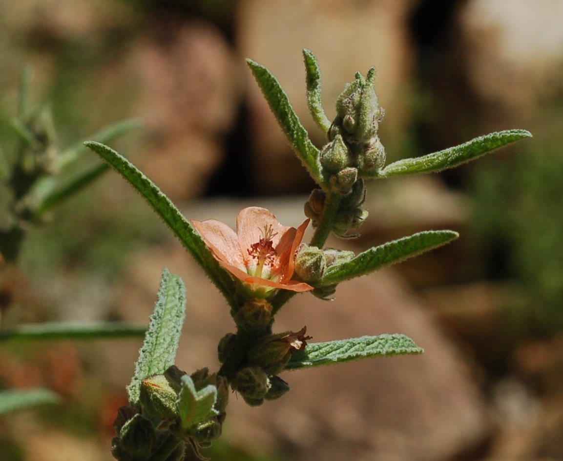 Sphaeralcea angustifolia