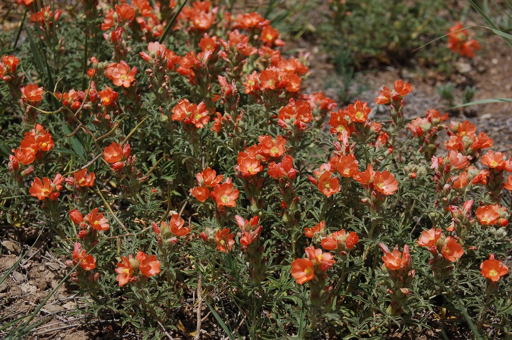 Sphaeralcea coccinea