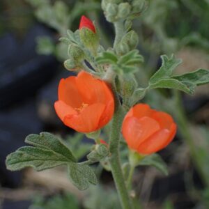 Sphaeralcea grossulariifolia
