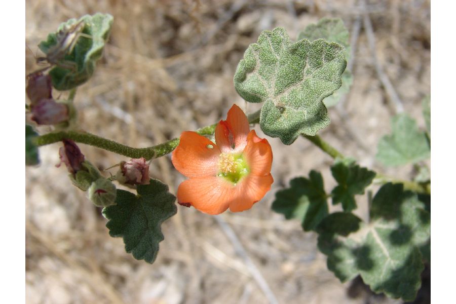 Sphaeralcea munroana