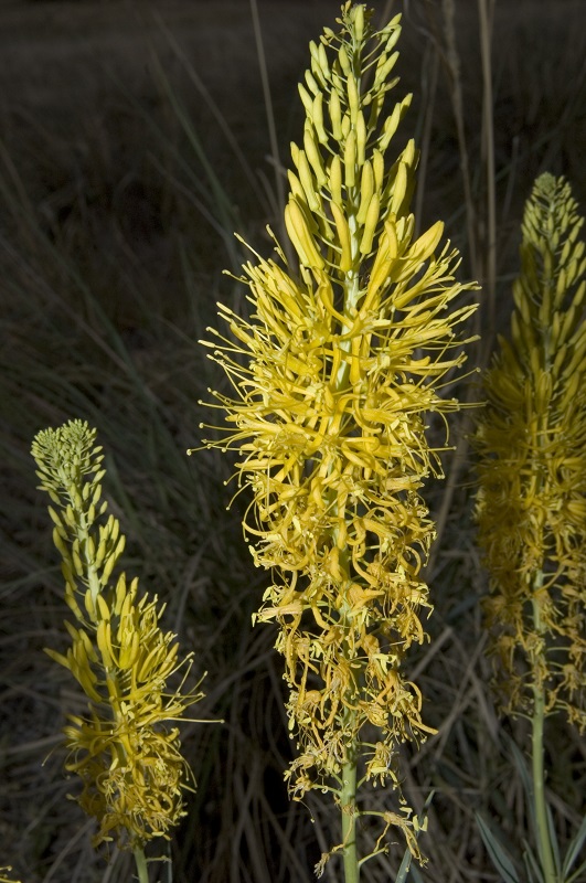 Stanleya pinnata