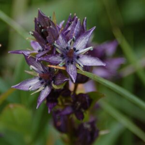 Swertia perennis