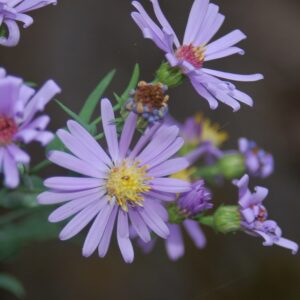Symphyotrichum laeve