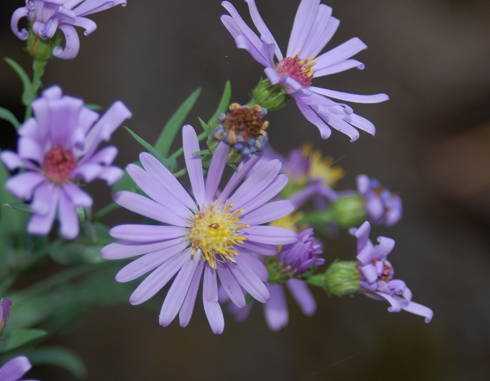 Symphyotrichum laeve