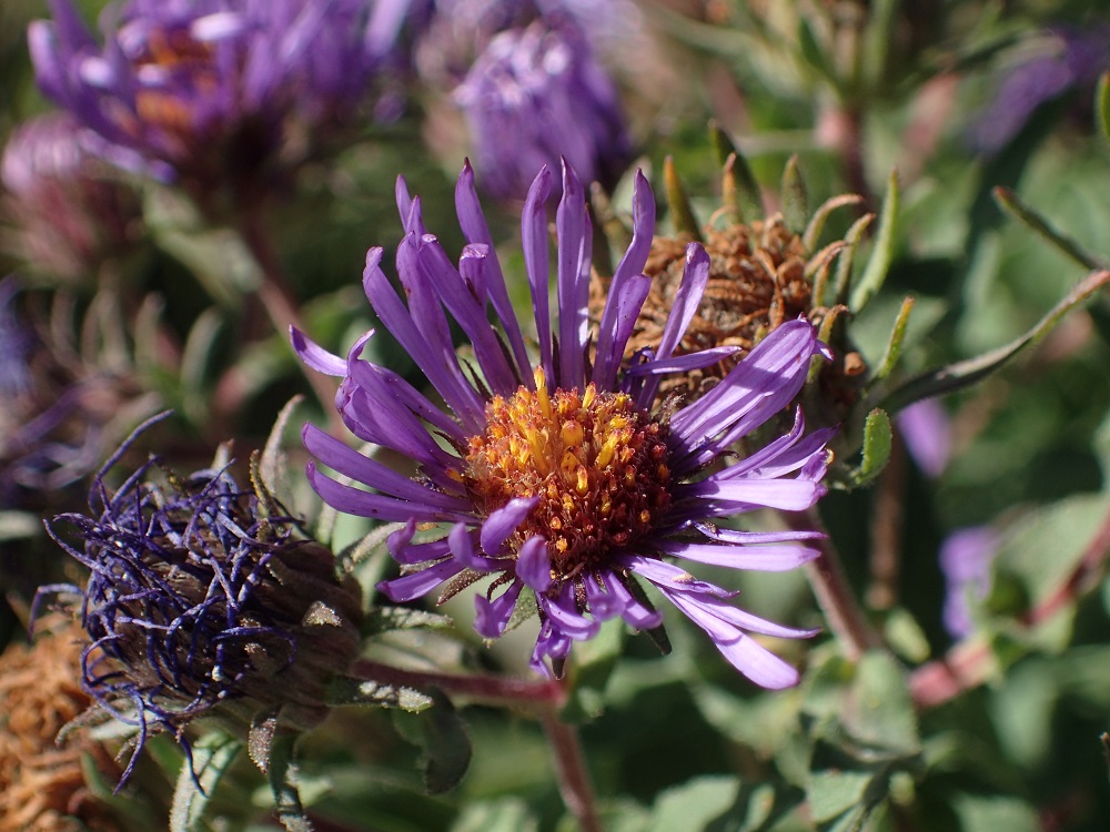 Symphyotrichum novae-angliae