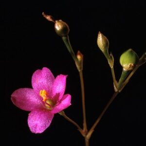 Talinum parviflorum