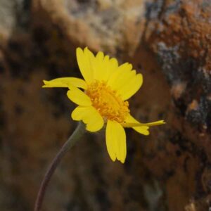 Tetraneuris acaulis