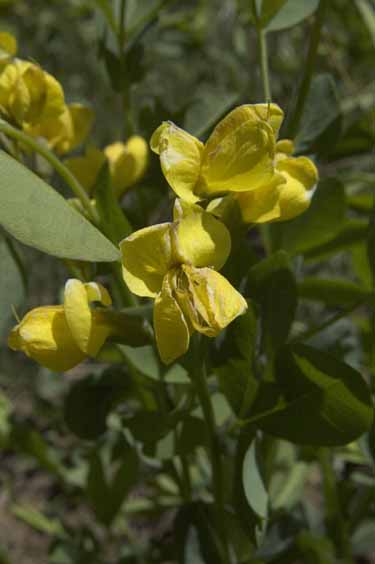Thermopsis divaricarpa