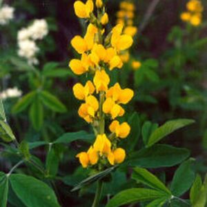 Thermopsis montana