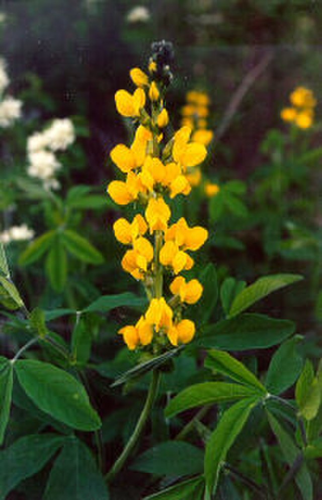 Thermopsis montana