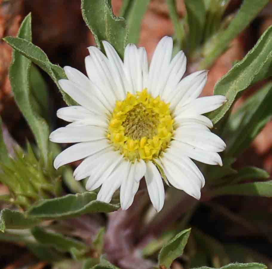 Townsendia grandiflora