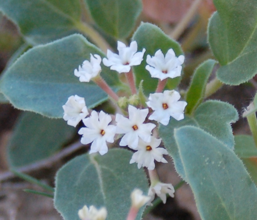 Tripterocalyx micranthus
