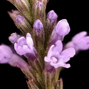 Verbena hastata