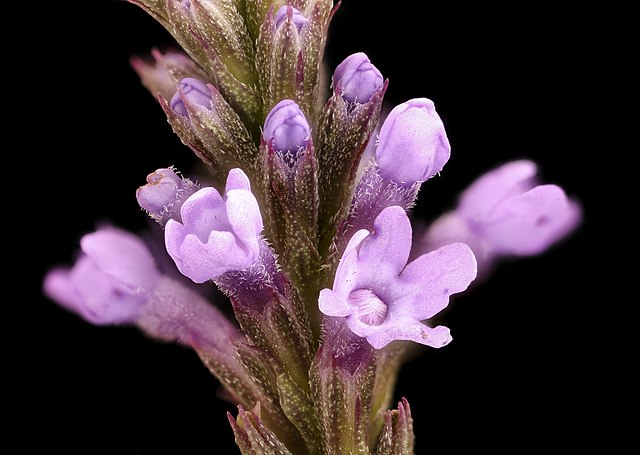 Verbena hastata