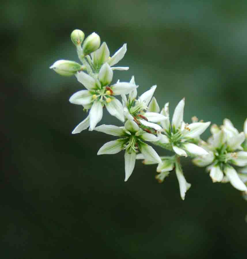 Veratrum tenuipetalum