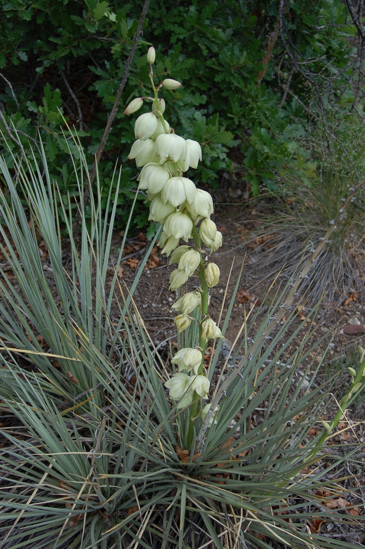 Yucca glauca