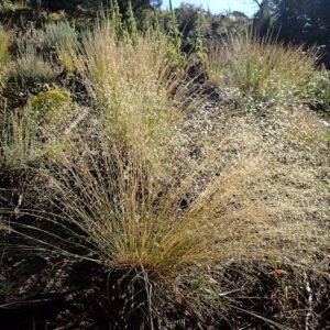 Achnatherum hymenoides