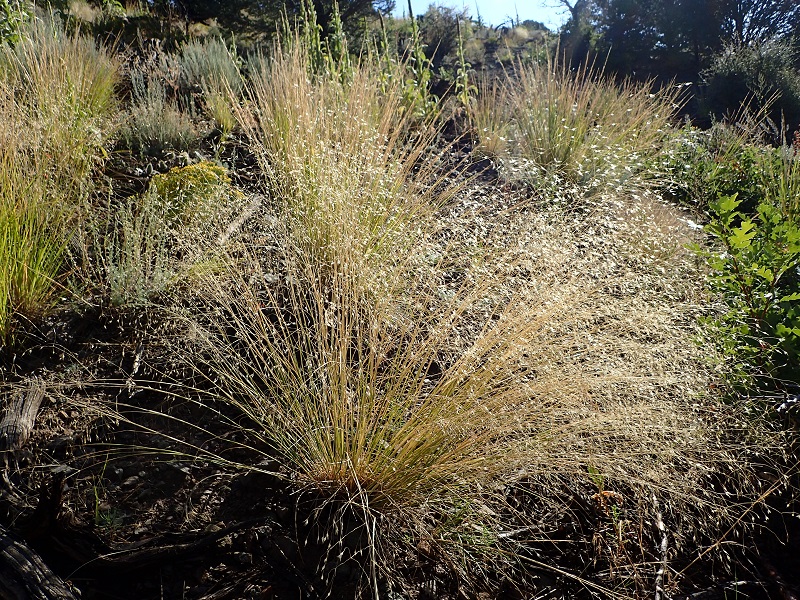 Achnatherum hymenoides