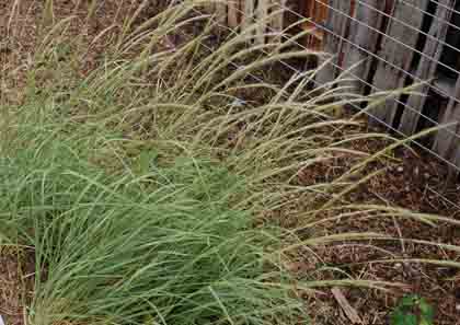 Achnatherum robustum