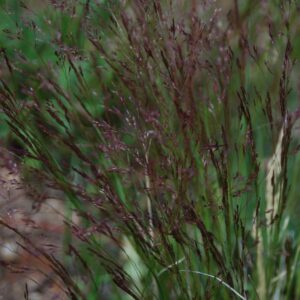 Agrostis scabra