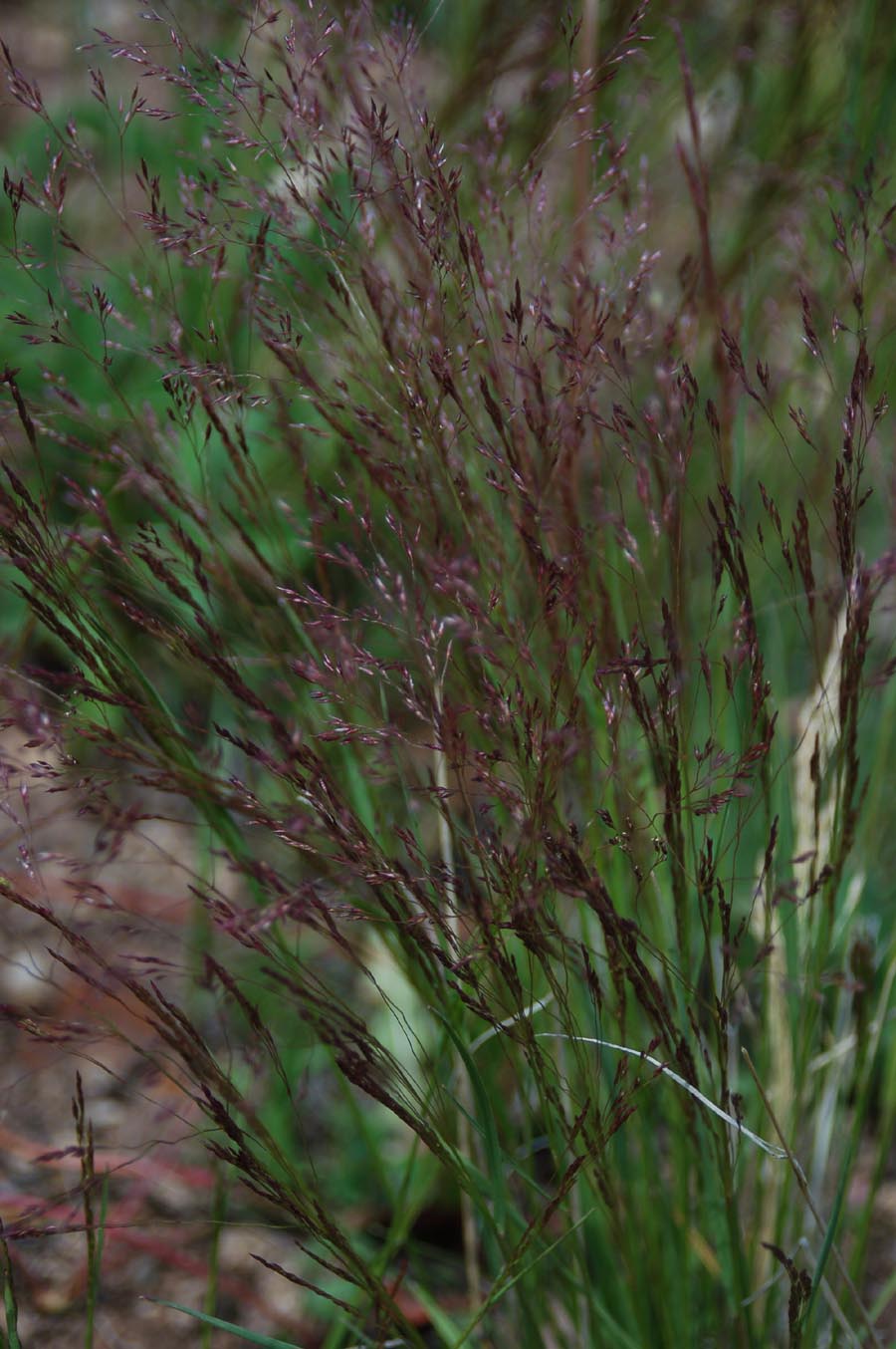 Agrostis scabra