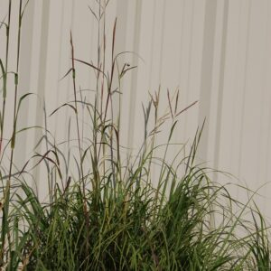 Andropogon gerardii