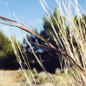 Andropogon hallii
