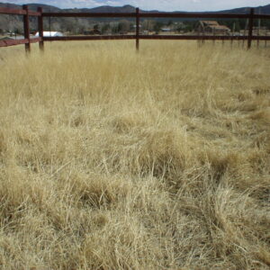 Xeriscape Lawn