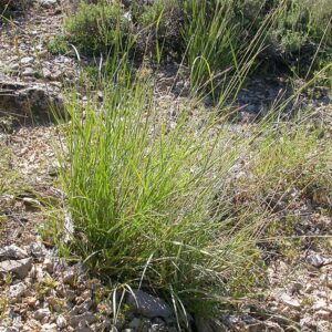 Leymus ambiguus