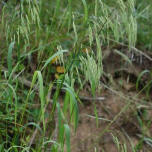 Bromus ciliatus